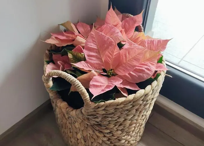 Retro By The Sea * אפורי נורד